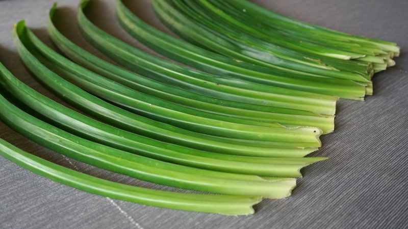 Feuilles de pandan