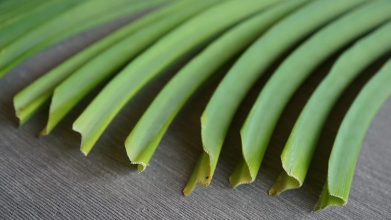 Feuilles de pandan