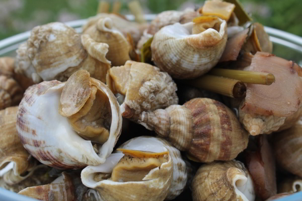 Whelks With Aromatic Herbs